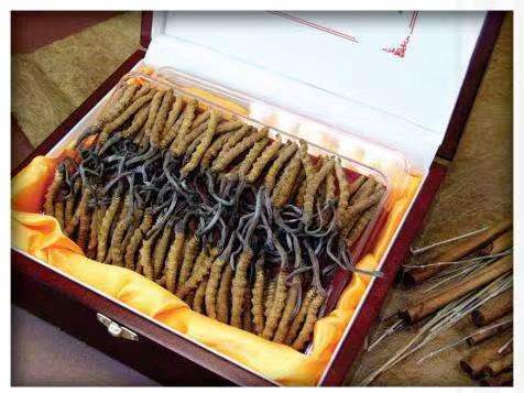 且末冬虫夏草回收